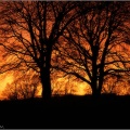 Sunset through trees.jpg